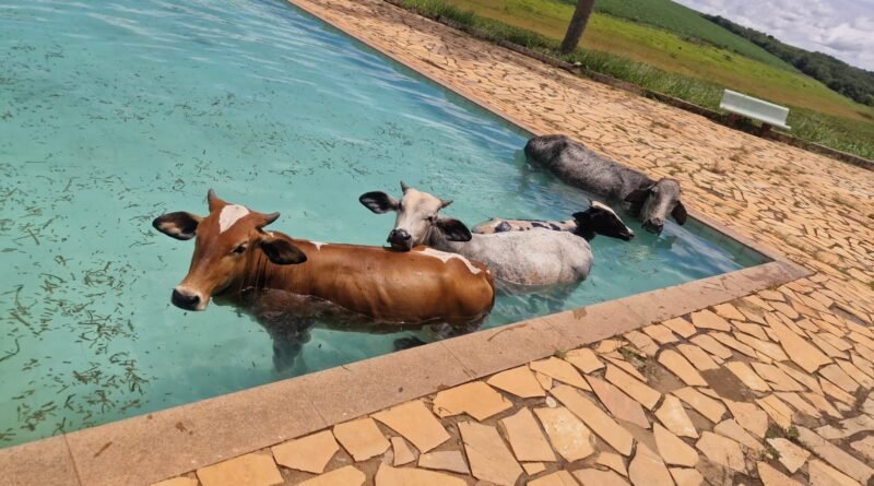 Vacas na piscina dr um clube