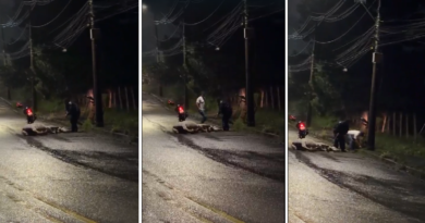 charrete tombada após disparada de cavalo próximo à PUC Minas em Poços de Caldas-MG