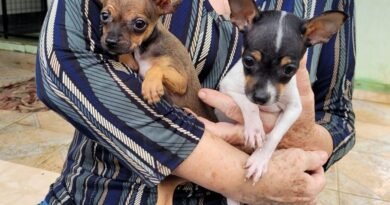 filhotes resgatados pela policia civil de Guaxupé-MG