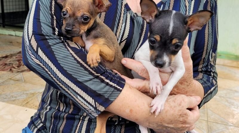filhotes resgatados pela policia civil de Guaxupé-MG