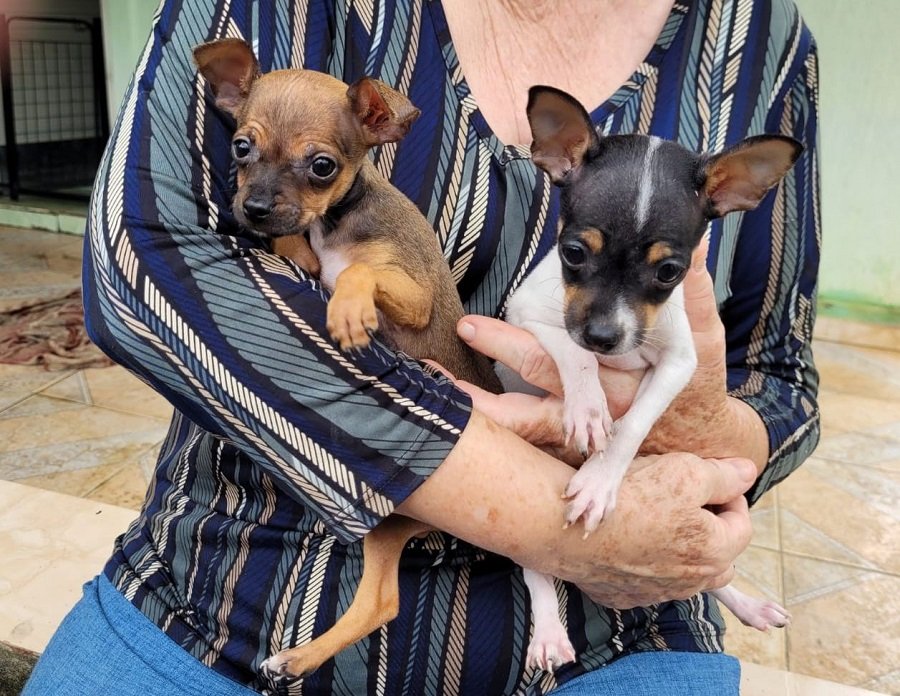 filhotes resgatados pela policia civil de Guaxupé-MG