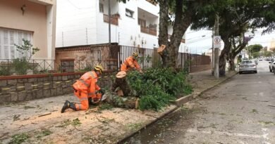 bombeiros cortando galho de árvore comprometido na rua Paraíba em Poços de Caldas-MG