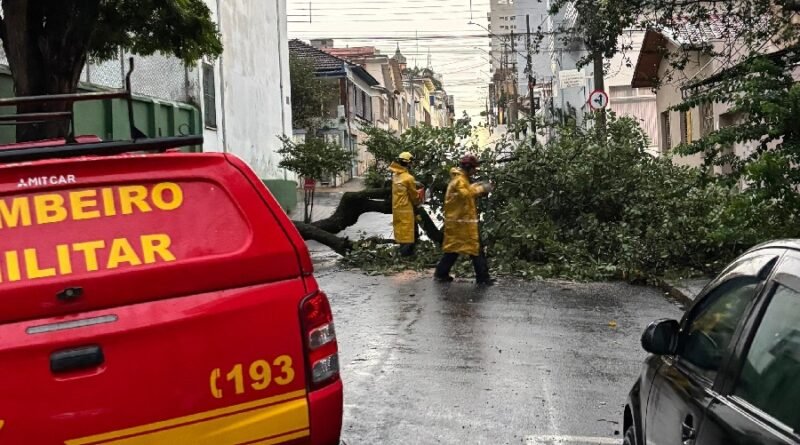 bombeiros em atendimento a ocorrência de queda de árvore em via pública em Alfenas-MG