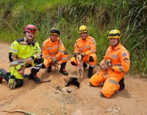 filhotes de cão resgatado pelos bombeiros na zona rural de Andradas