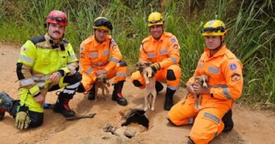 filhotes de cão resgatado pelos bombeiros na zona rural de Andradas