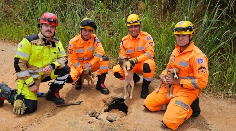 filhotes de cão resgatado pelos bombeiros na zona rural de Andradas