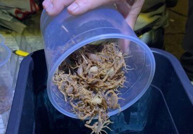 Escorpiões capturados no cemitério de Andradas