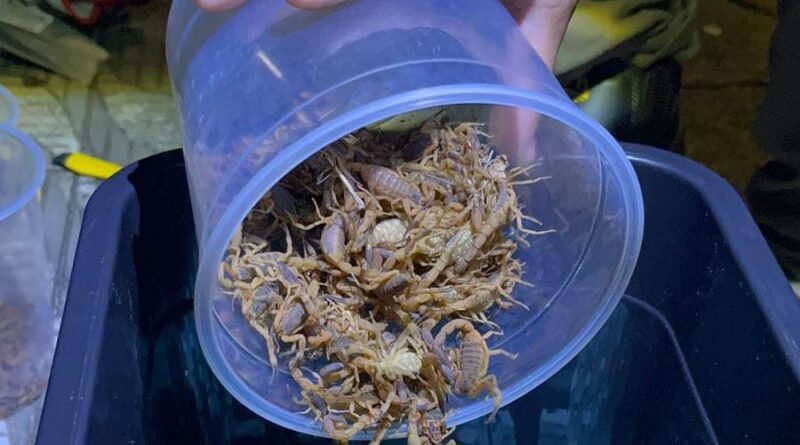 Escorpiões capturados no cemitério de Andradas