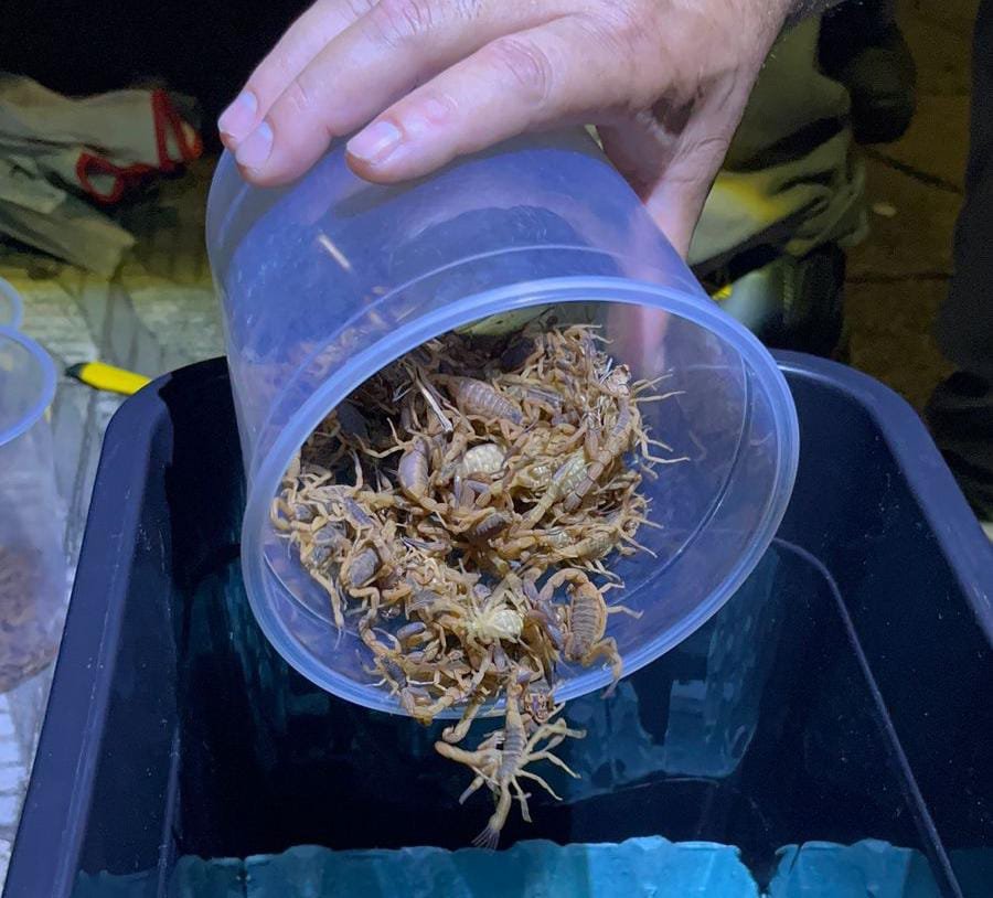 Escorpiões capturados no cemitério de Andradas