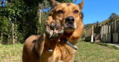 cachorro no abrigo de animais de Poços de Caldas