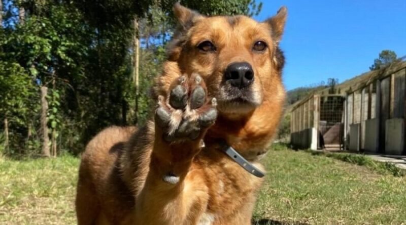 cachorro no abrigo de animais de Poços de Caldas