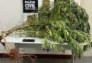 pés de maconha apreendidos pela polícia civil em Machado-MG