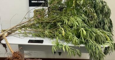 pés de maconha apreendidos pela polícia civil em Machado-MG