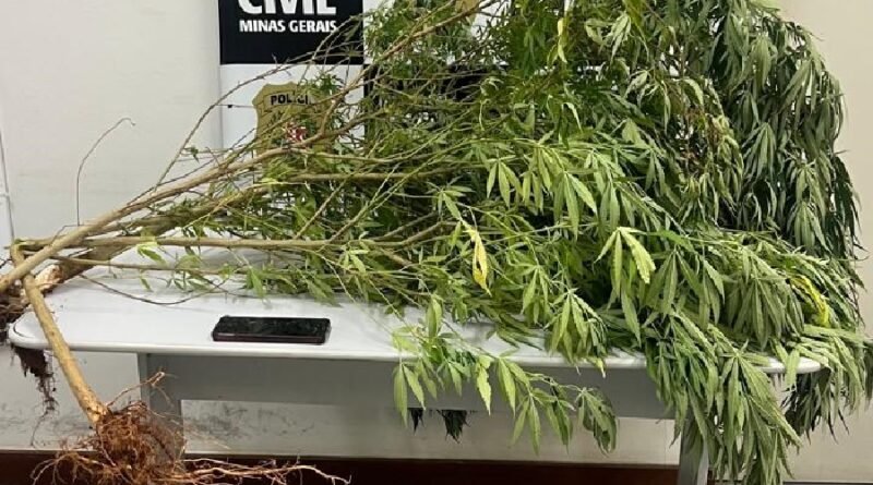 pés de maconha apreendidos pela polícia civil em Machado-MG