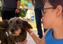 Cão adotado durante a feira de adoção de animais do abrigo de Poços de Caldas- MG