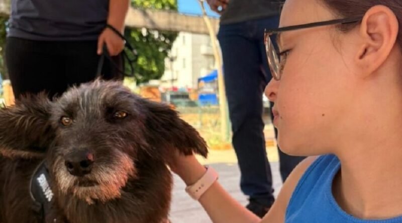 Cão adotado durante a feira de adoção de animais do abrigo de Poços de Caldas- MG