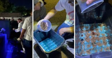 escorpiões capturados no cemitério municipal de Andradas-MG