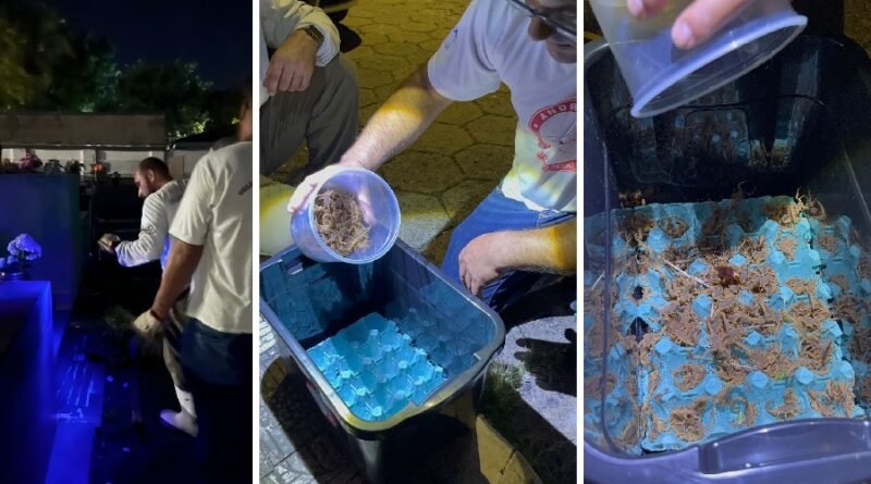 escorpiões capturados no cemitério municipal de Andradas-MG