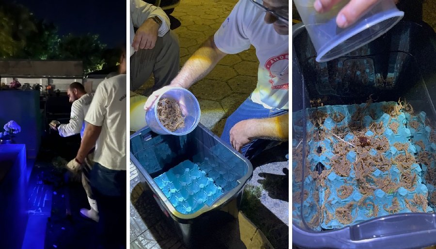 escorpiões capturados no cemitério municipal de Andradas-MG