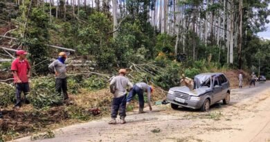 carro atingido por eucalitpo na Serra de Campestrinho