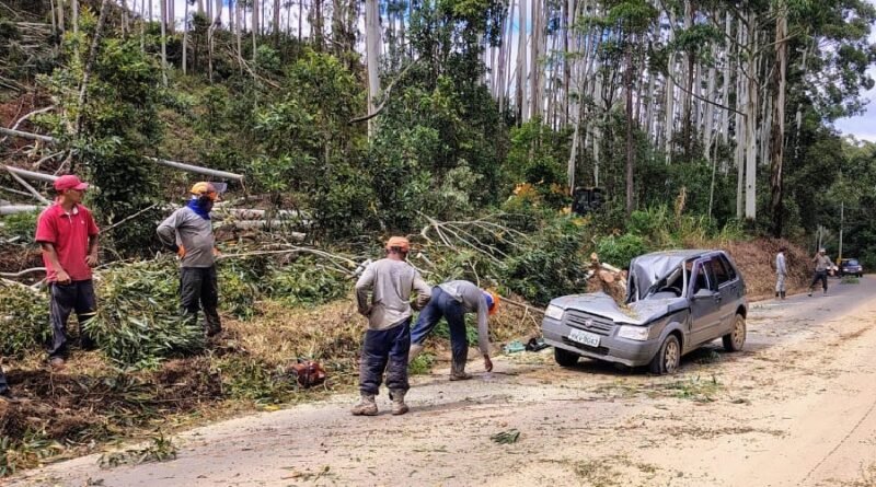 carro atingido por eucalitpo na Serra de Campestrinho