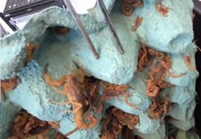 escorpiões capturados no cemitério de andradas