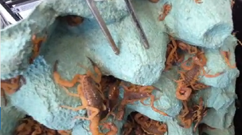 escorpiões capturados no cemitério de andradas