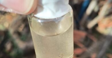 larvas do mosquito Aedes aegypti