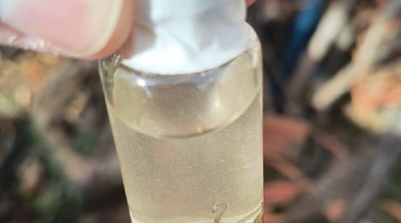 larvas do mosquito Aedes aegypti