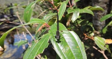 Nova espécie de libélula identificada em unidade de conservação de Minas