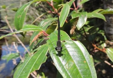 Nova espécie de libélula identificada em unidade de conservação de Minas