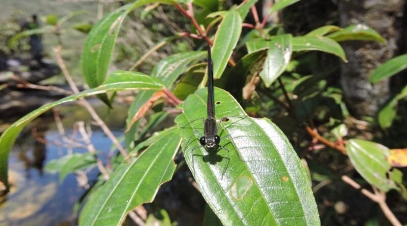Nova espécie de libélula identificada em unidade de conservação de Minas