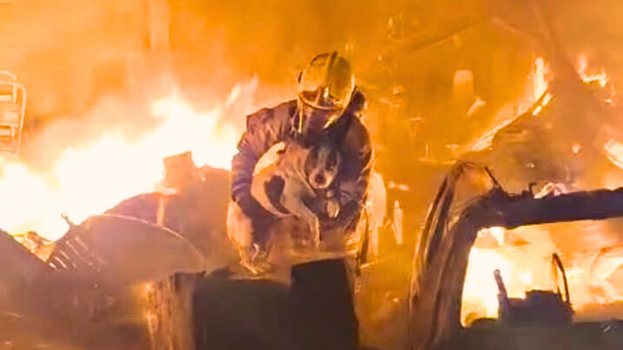 bombeiro salvando uma cadela durante um incêndio em uma oficina em Pouso Alegre