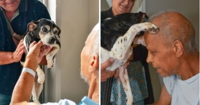 cachorro Cadu durante visita ao o amigo Luís na Santa Casa de Poços de Caldas-Mg