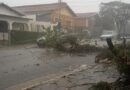 Árvores caem durante pancada de chuva