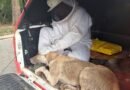 cachorro resgatado pelos bombeiros após ataque de abelhas