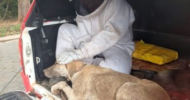 cachorro resgatado pelos bombeiros após ataque de abelhas