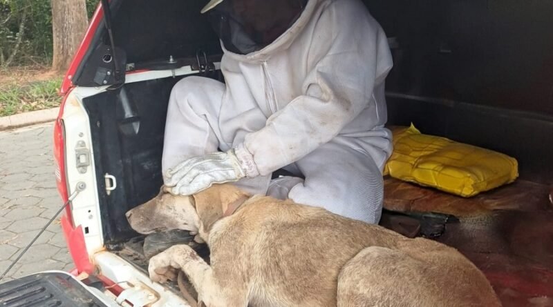 cachorro resgatado pelos bombeiros após ataque de abelhas