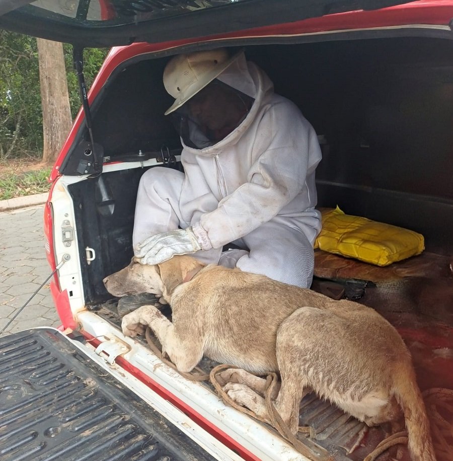 cachorro resgatado pelos bombeiros após ataque de abelhas