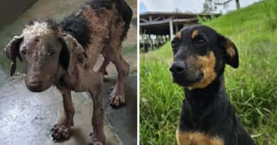 cão resgatado pelo abrigo municipal