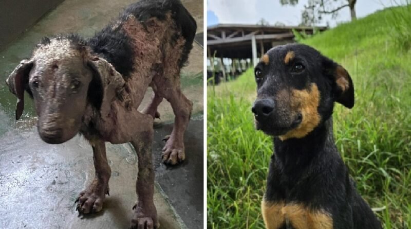 cão resgatado pelo abrigo municipal