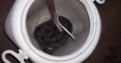 jiboia capturada pelo corpo de bombeiros em Guaranésia