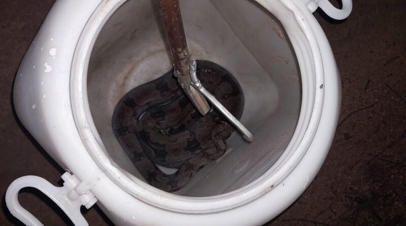 jiboia capturada pelo corpo de bombeiros em Guaranésia