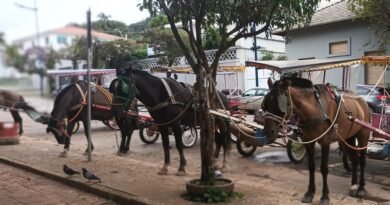 tradicionais charretes de Poços de Caldas-MG