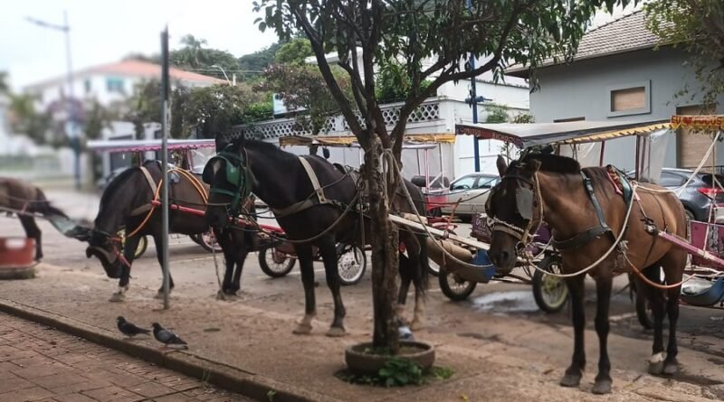 tradicionais charretes de Poços de Caldas-MG