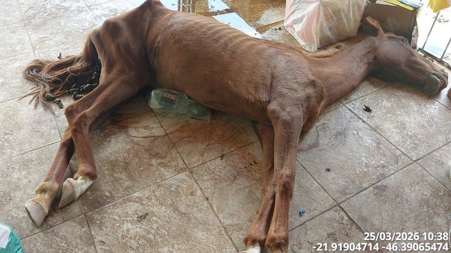 égua encontrada morta em residência em Caldas
