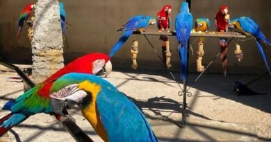 Zoo das Aves realiza ação social no Dia das Mulheres