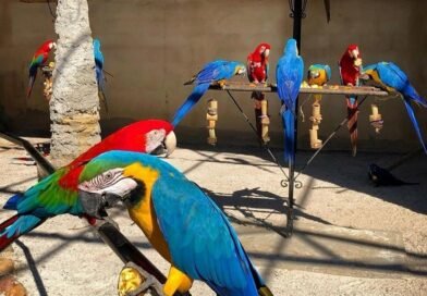 Zoo das Aves realiza ação social no Dia das Mulheres