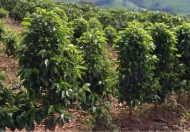 Saca de café mineiro alcança R$ 90 mil