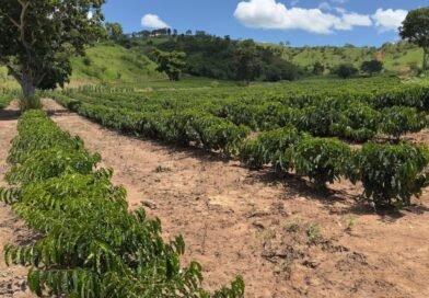 Minas Gerais amplia produção de café conilon e fortalece diversificação no campo
